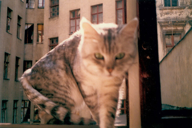 Kater nach dem Sonnenbad in der Oranienstraße 169 Berlin, 1988 - Kater kehrt nach einem Sonnenbad auf dem Vordach der Remise auf dem Hof in die Wohnung zurück. Im Hintergrund sind der Seitenflügel und Quergebäude des Mietshauses in der Oranienstraße 169 und Quergebäude des Mietshauses in der Oranienstraße 168 (rechts) in Berlin Kreuzberg zu sehen. Foto: Ehemaliger Hausbewohner
